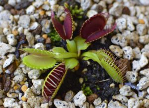 食虫植物のハエトリグサ(蝿捕草)