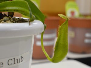 食虫植物のウツボカズラ