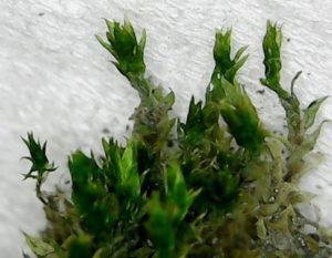 ホソウリゴケの植物体の拡大写真