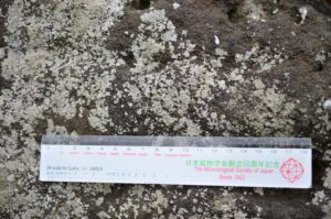 安山岩の表面に生育するレプラゴケ