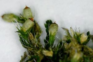 ヒナノハイゴケの植物体の拡大写真（特に胞子体と苞葉（ほうよう）の部分）