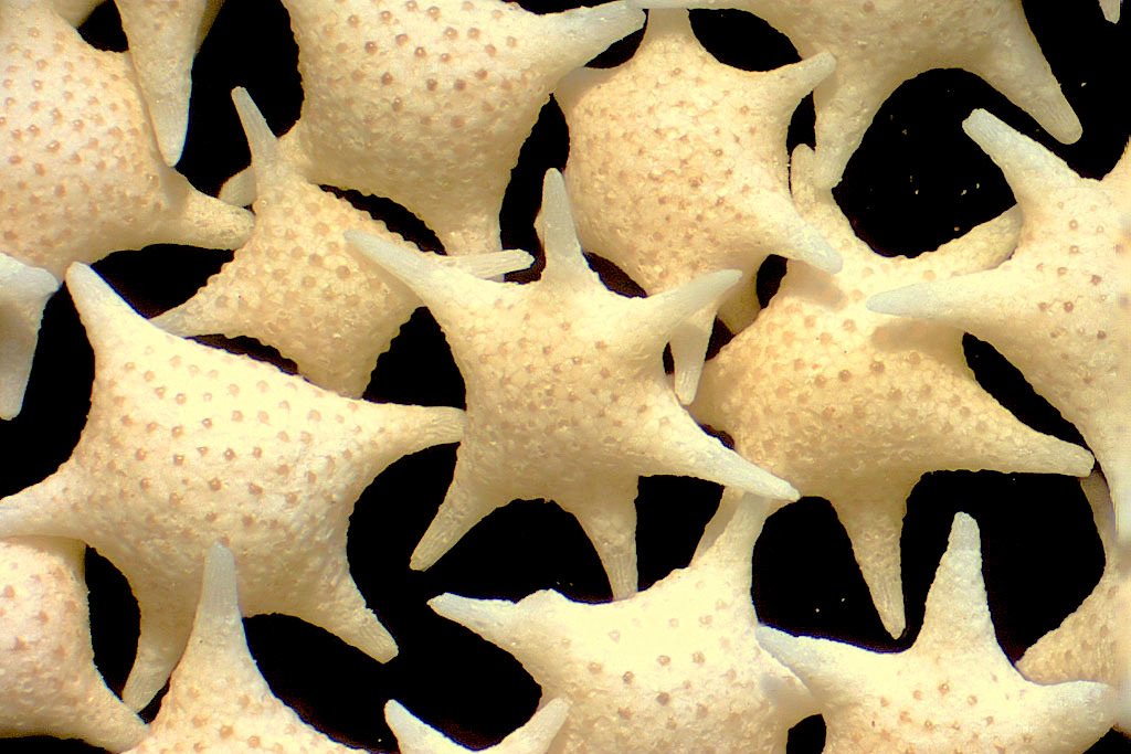沖縄の「星の砂」はサンゴ礁に住むアメーバの殻 ｜ GRANITE 地学博士のサイエンス教室 グラニット