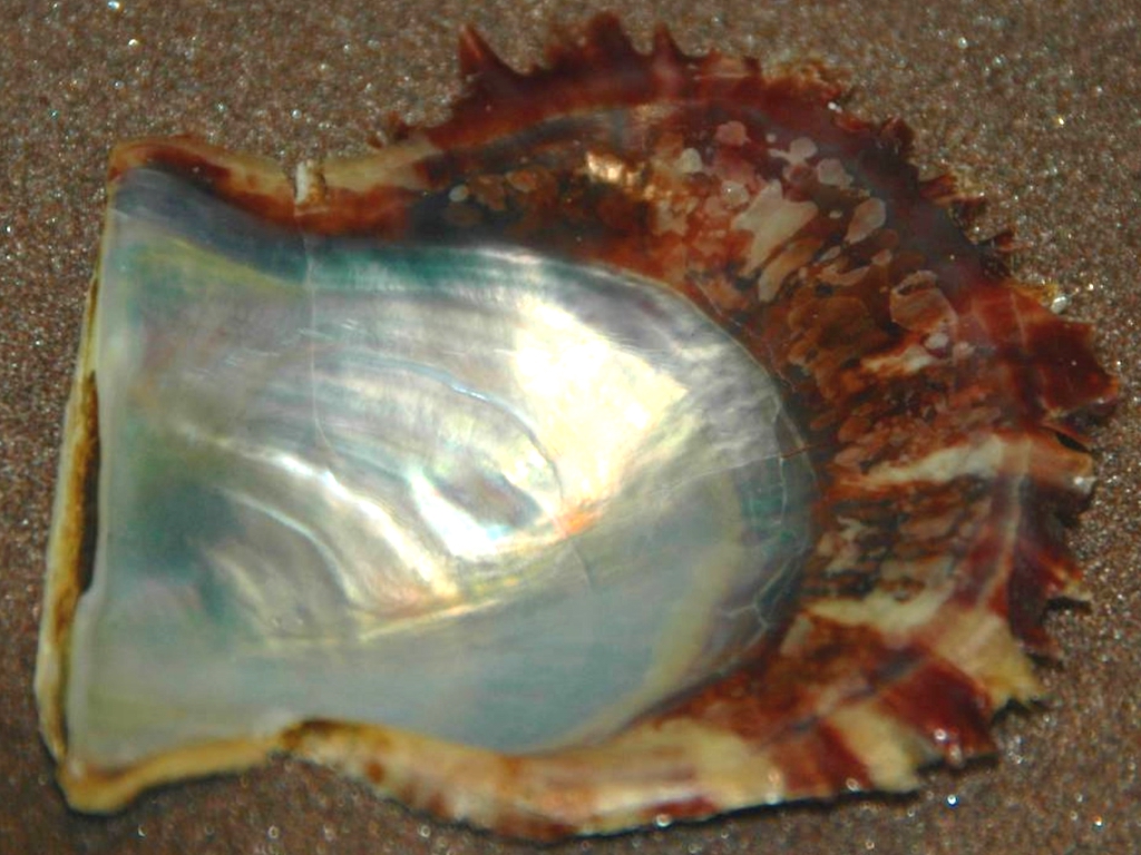 アコヤガイの貝殻