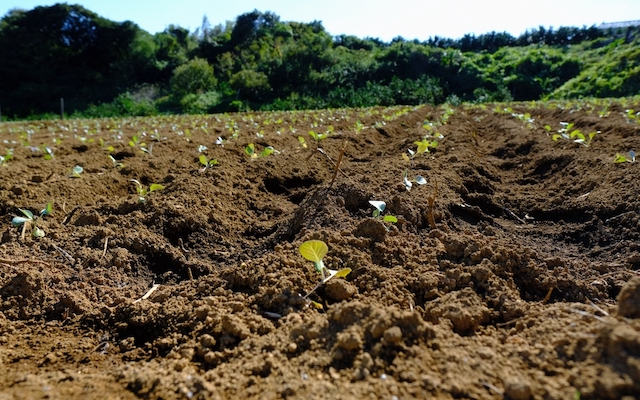 日本の肥沃な土壌のほとんどは火山灰由来の土壌。火山の恵みで作物を栽培