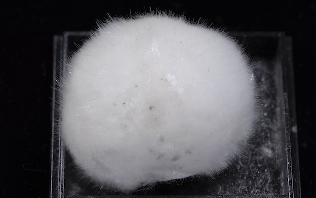 「綿毛のようにフワフワだけど……」気になるオーケン石の触り心地