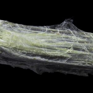 「ニンニクのような匂いでも、食べると毒です」ヒ素の鉱物・スコロド石